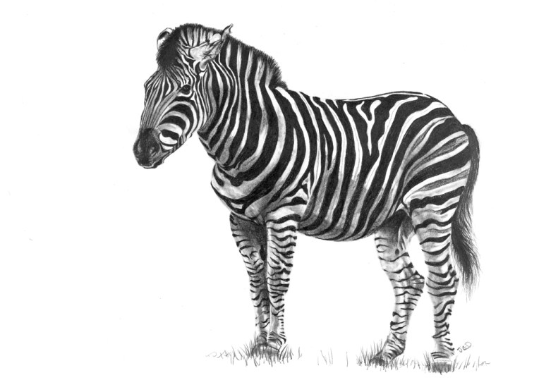 Zebra 2 - web